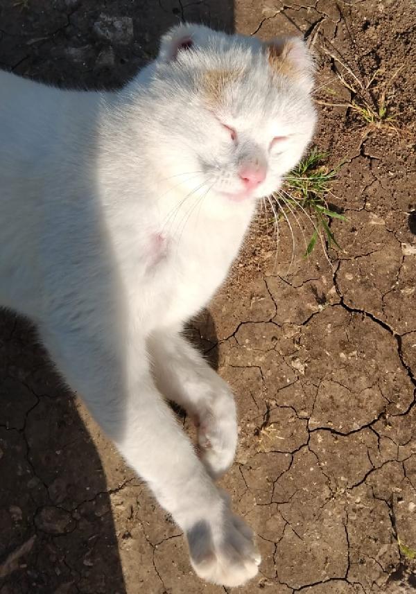 UBER, micione FIV+ Foto 6